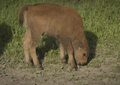 Baby-bison-grazing-in-field-on-farm