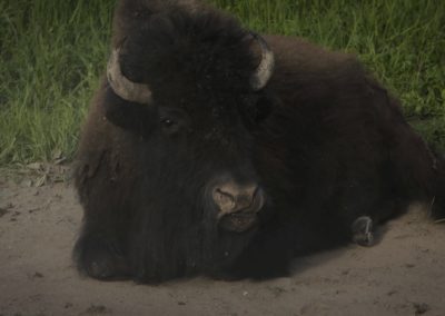 Bison-Laying-down-resting-in-field