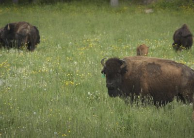 Bison-Standing-in-field-grazing-farm