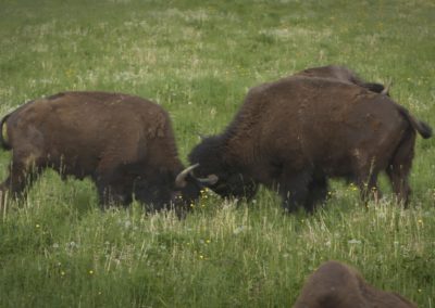 Bison-butting-horns-in-field-wild-wilderness-farm