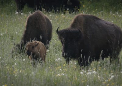 Bison-grazing-in-wild-field-farm