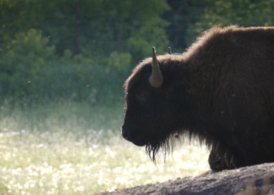 Bison-resting-on-top-of-rock-in-field