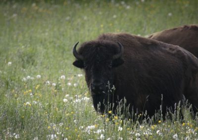 Bison-standing-in-field-looking-into-camera