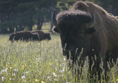 Bison-standing-in-field-with-herd-in-background