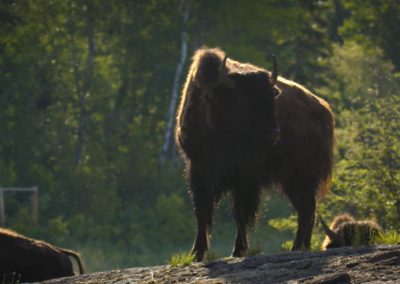 Bison-standing-on-top-of-a-rock