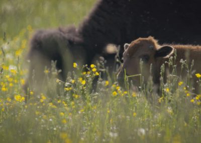 Calf-and-mom-Bison-both-grazing-in-farm-field