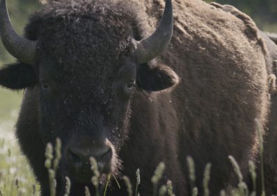 Face-shot-of-Bison