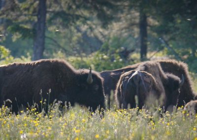 Few-Bison-Stading-in-farm-field