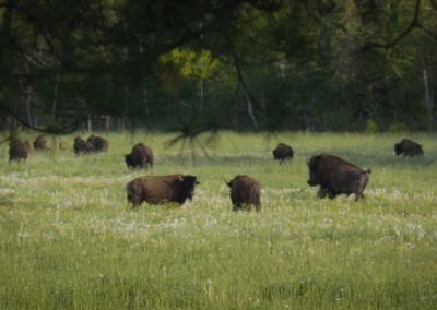 Herd-of-bison-in-field