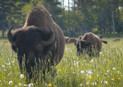 Herd-of-bison-walking-through-field-farm