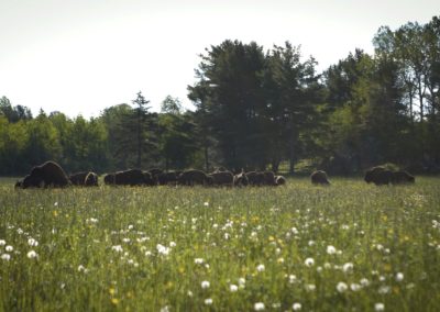 Herd-or-gang-of-bison-grazing-in-field-wild-wilderness-farm