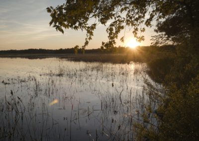 Marsh-Sunset-Northern-Ontario-Trees-Brush