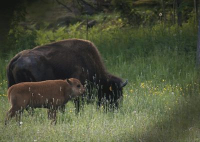 Mother-Bison-and-calf-grazing-in-field-farm-wild