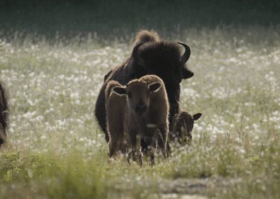 Older-Bison-calf-standing-in-field-with-herd