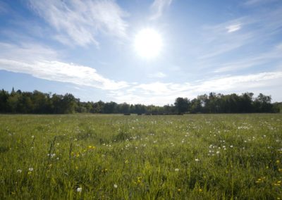 Open-field-sunny-day-herd-of-bison