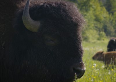 Side-head-picture-of-Bison