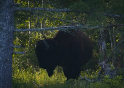 Single-Bison-standing-in-shade-of-trees