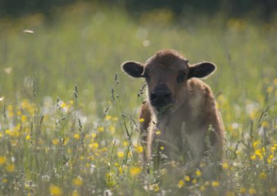 Young-calf-standing-in-field-on-farm