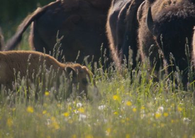 calf-in-field-with-some-bison