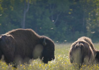 couple-of-bison-in-field