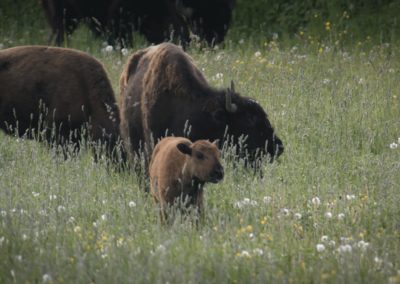 gang-or-herd-of-bison-grazing-in-field-wild