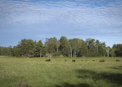 gang-or-herd-of-bison-roaming-in-field-sunny-day