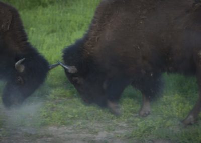 pair-of-bison-charging-at-one-another-colliding