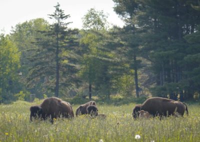 small-group-of-bison-grazing-in-field