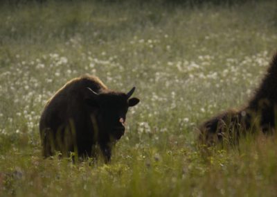 three-bison-grazing-and-walking-through-field