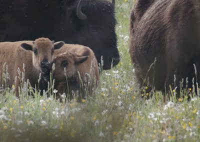 two-bison-calfs-with-parents-grazing-in-field