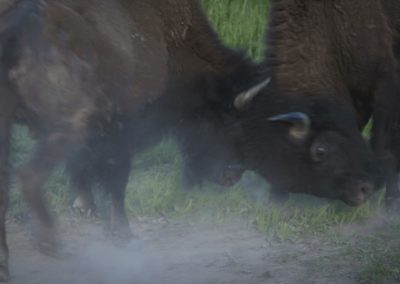 two-bison-in-action-butting-heads