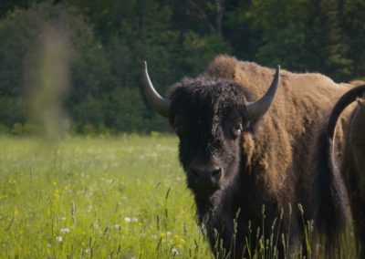 wet-bison